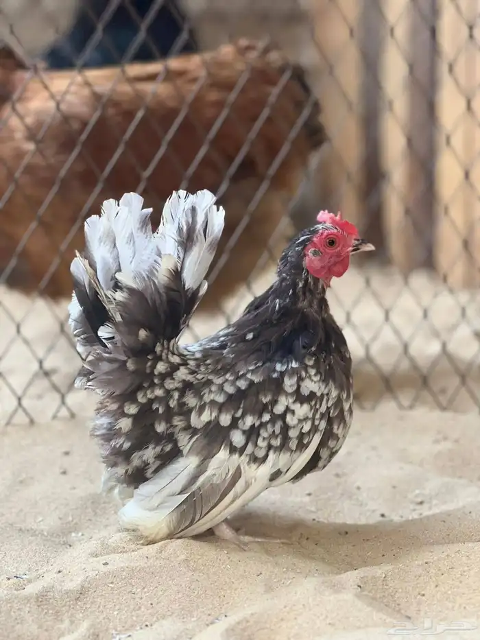 طقم جبانيز بوران فاخر 4