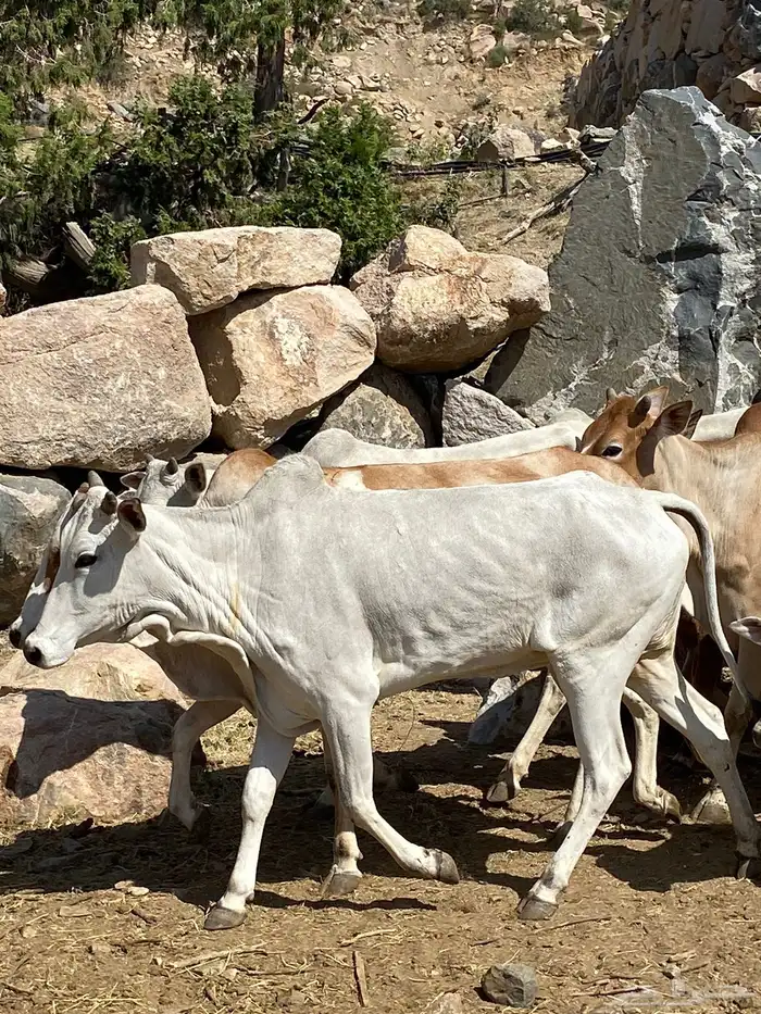 بقر بلدي مقاني للبيع مراح كامل 21