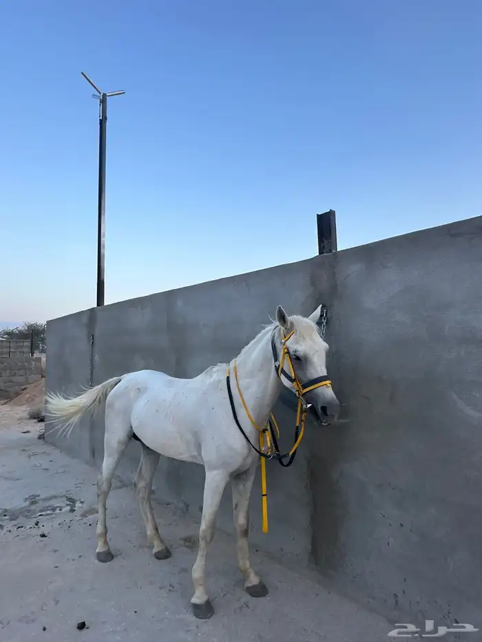 خيل شعبي 5