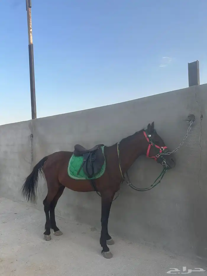 خيل شعبي 2