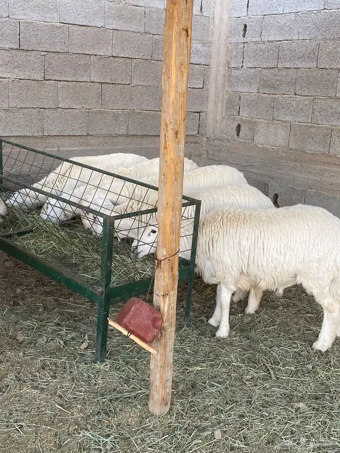 طليان جبره وثلاجه جوده وسعر مناسب 2