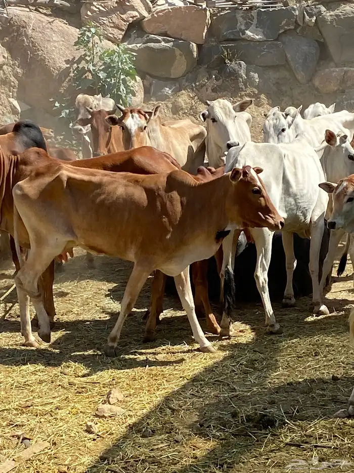 بقر بلدي مقاني للبيع مراح كامل 19