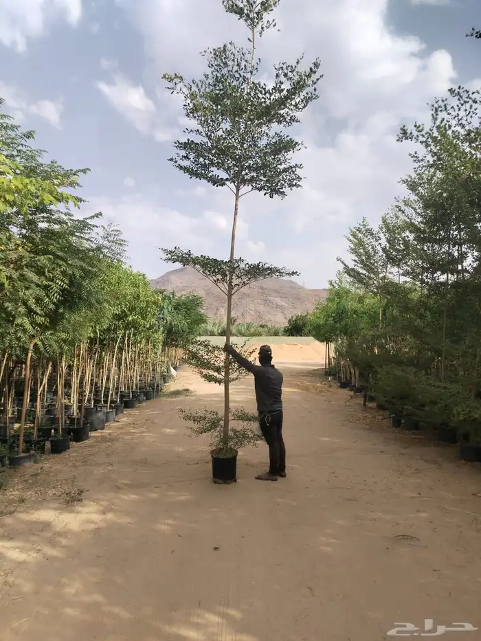 ترمناليا منتالي سدر بونسيانا استركوليا كورزيا 15