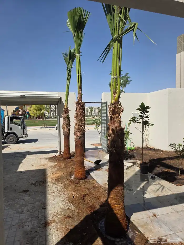 نخيل واشنطونيا للبيع 5