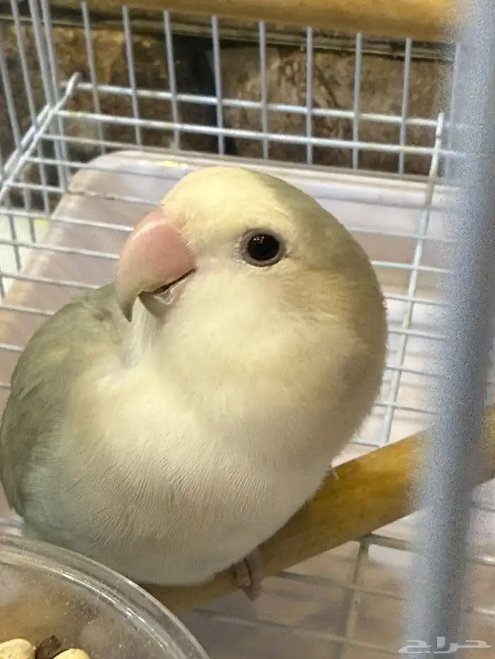 جوز روز 7