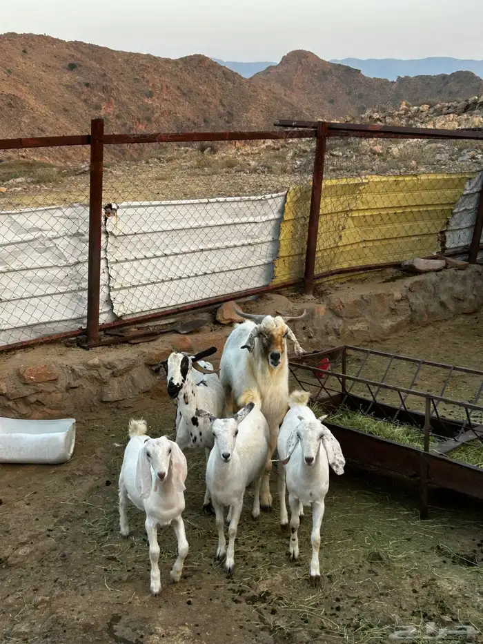 معزا بيشيات 3