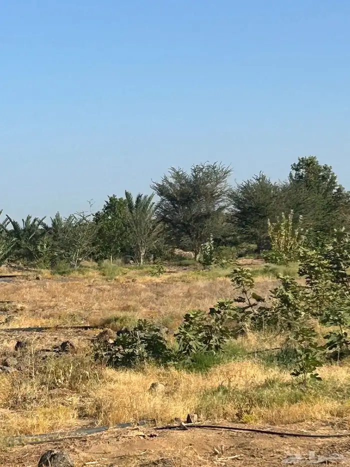 مزرعه جنوب شرق المدينه 9