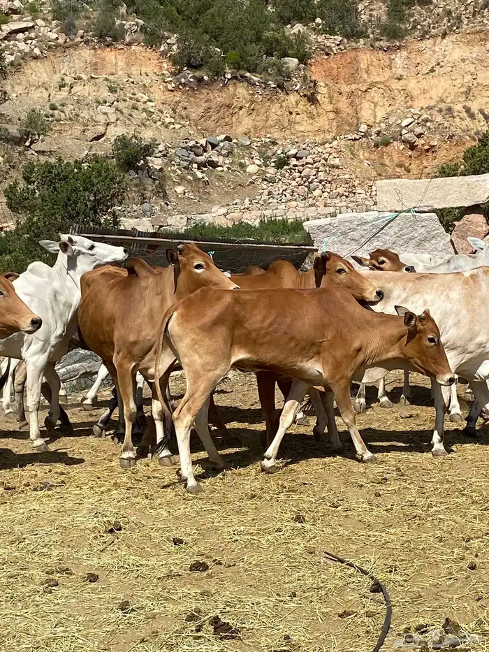 بقر بلدي مقاني للبيع مراح كامل 14