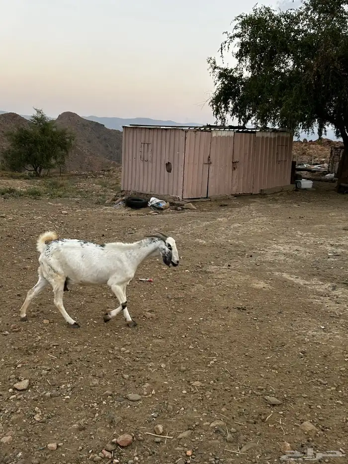 معزا بيشيات 7