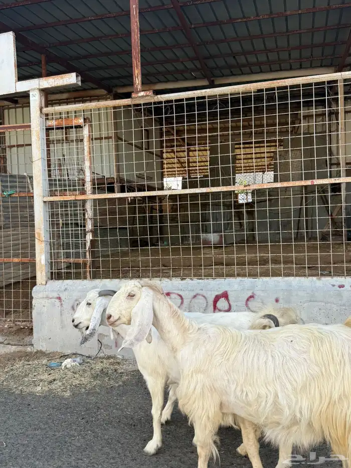 معزا بيض نوادر 4