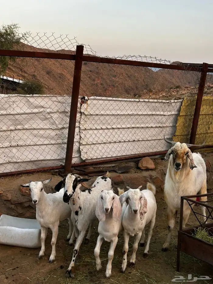 معزا بيشيات 2