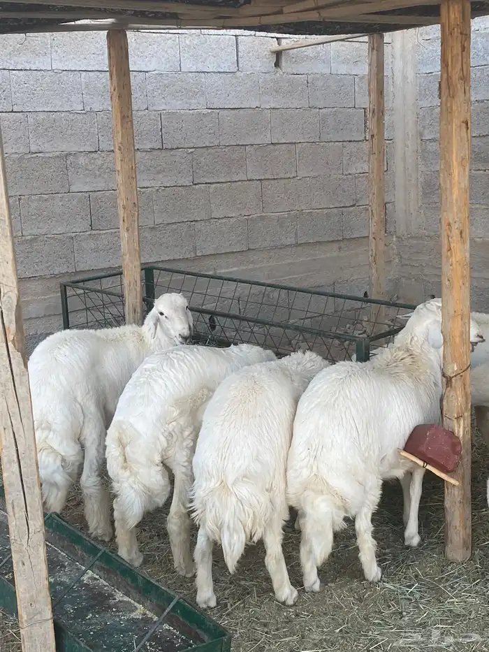 طليان جبره وثلاجه جوده وسعر مناسب 0