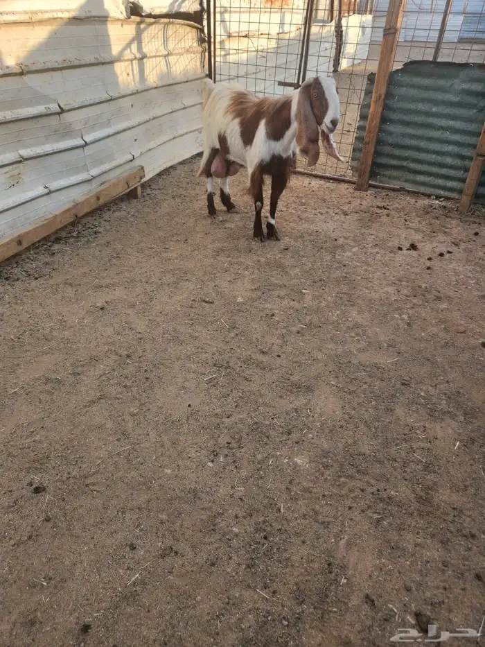 عنزين مشاريك متابيع 1