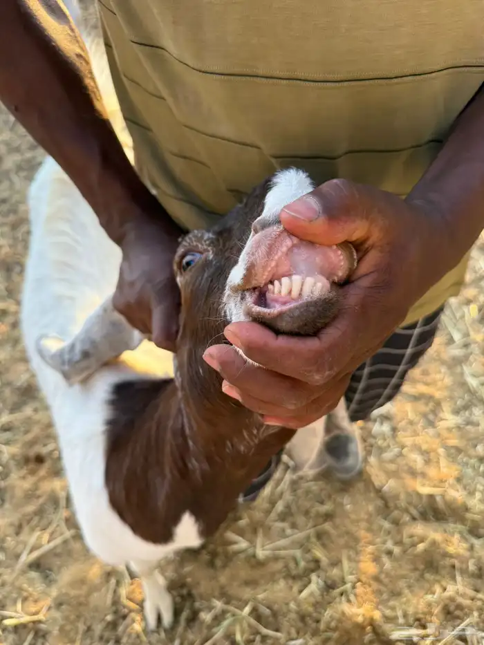 للبيع معزا دفيع ومعزا كفوو مراح 10