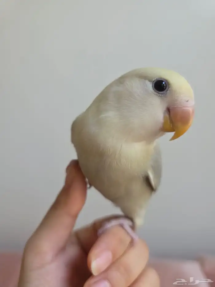 تمالبيع روز اليف جدا حبوب مناسب للاطفال نظيف وصحته شرط 0