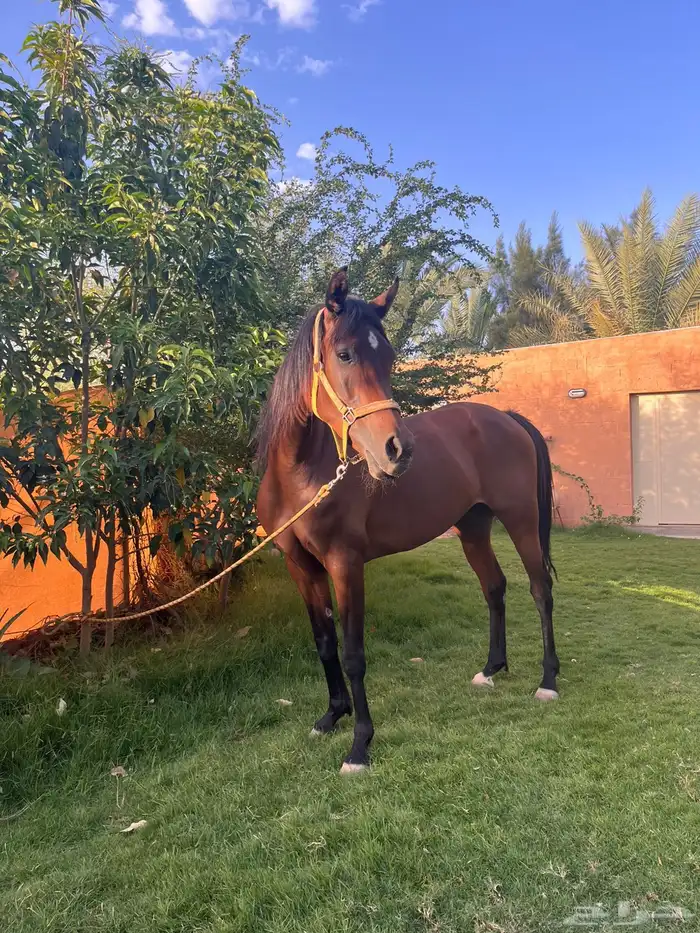 فرس شيخة لقاح 2