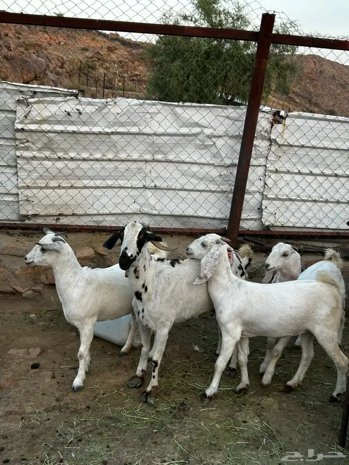 معزا بيشيات 4