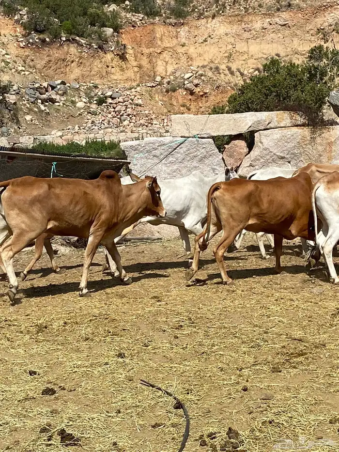 بقر بلدي مقاني للبيع مراح كامل 16