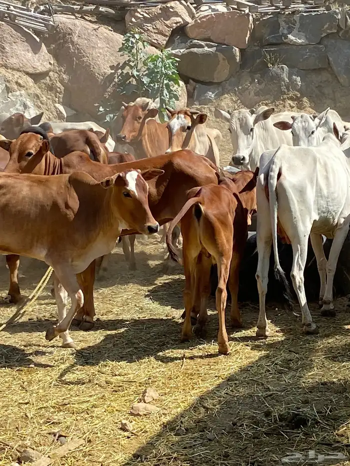 بقر بلدي مقاني للبيع مراح كامل 18