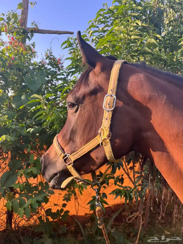 فرس شيخة لقاح 1