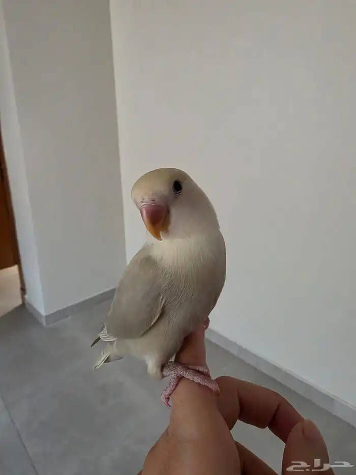 تمالبيع روز اليف جدا حبوب مناسب للاطفال نظيف وصحته شرط 1