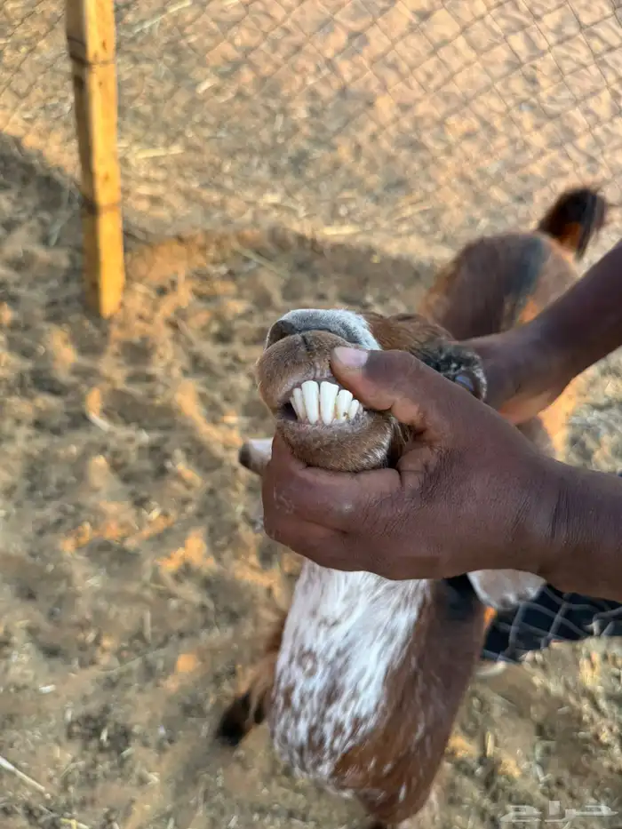 للبيع معزا دفيع ومعزا كفوو مراح 6