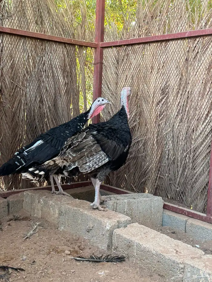 دجاج وديك رومي 1