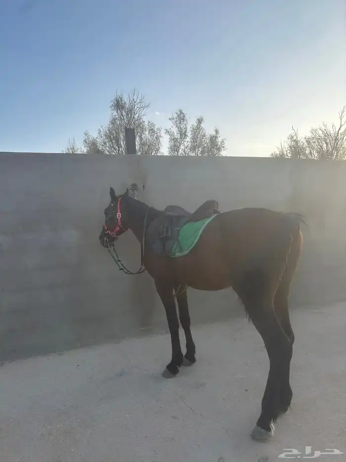 خيل شعبي 3