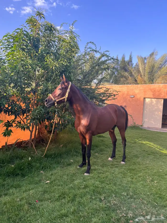 فرس شيخة لقاح 0