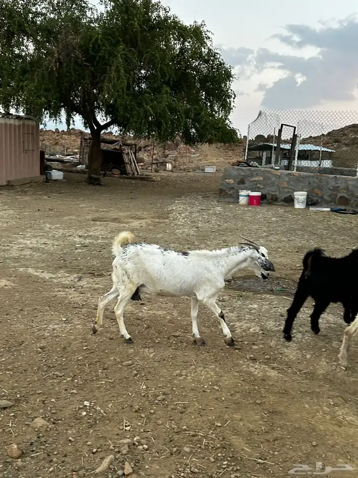 معزا بيشيات 8