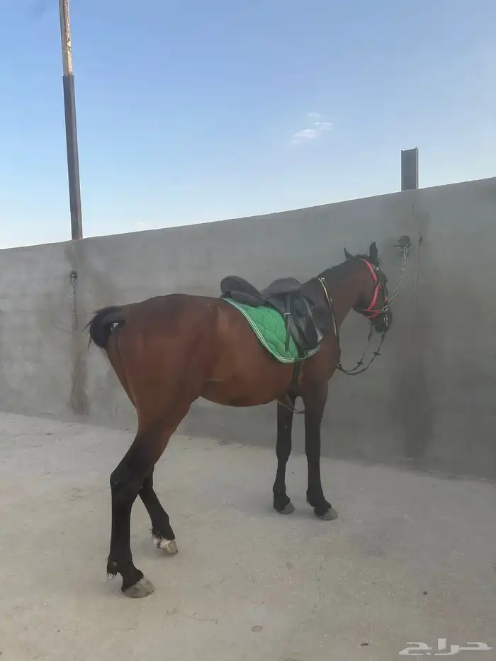 خيل شعبي 4