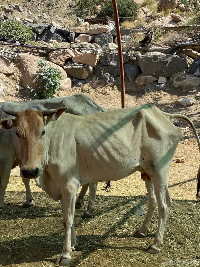 بقر بلدي مقاني للبيع مراح كامل 13