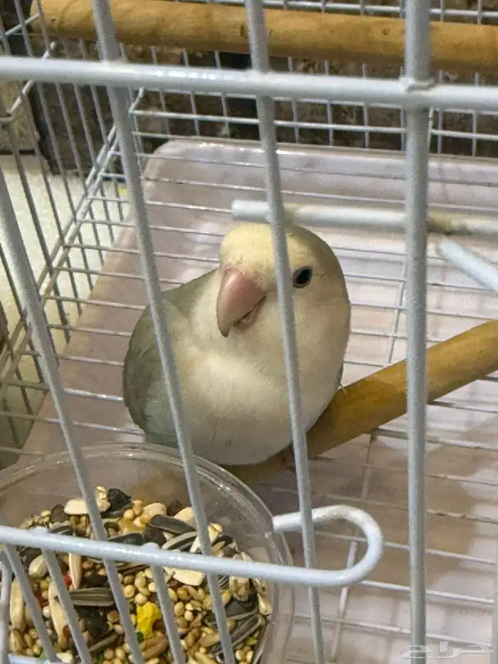 جوز روز 6
