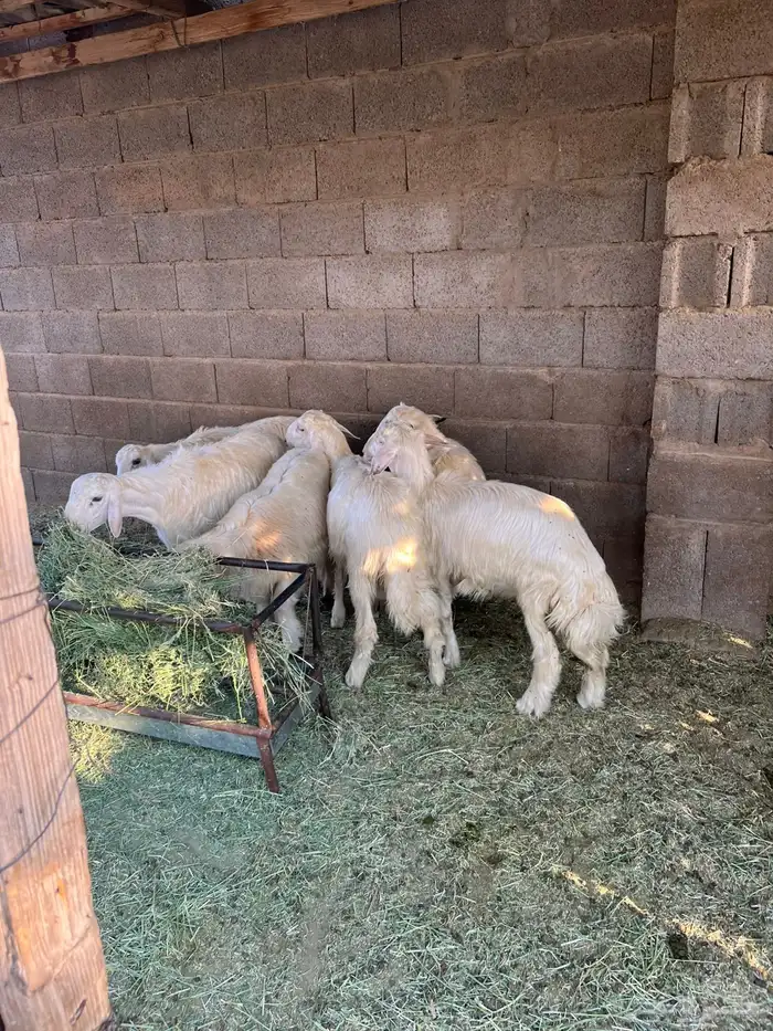 خرفان كفو 3
