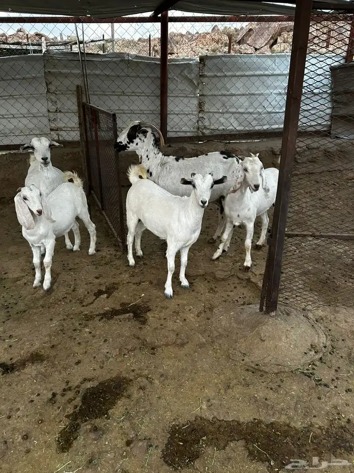 معزا بيشيات 14