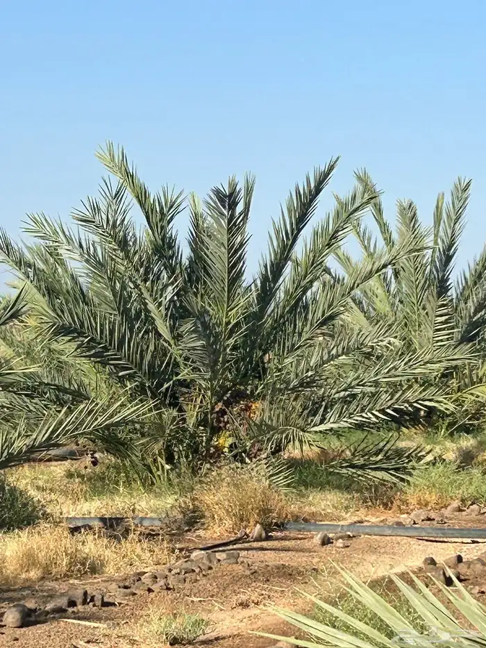 مزرعه جنوب شرق المدينه 16
