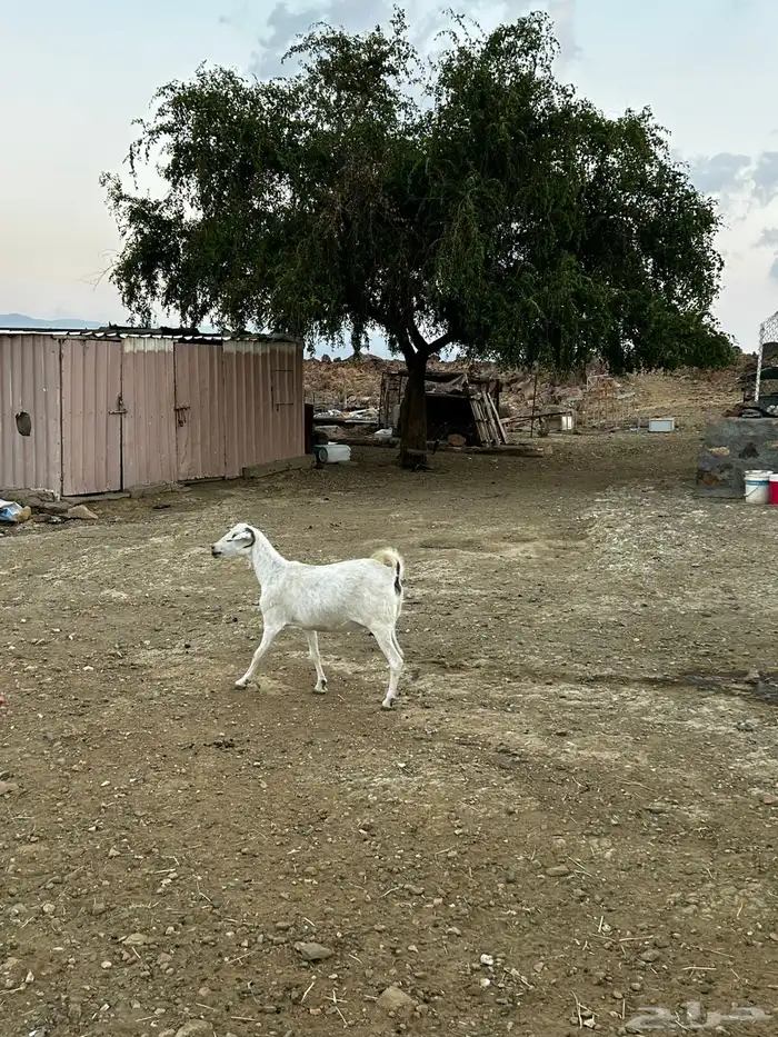 معزا بيشيات 9