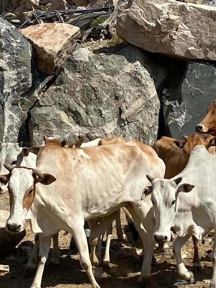 بقر بلدي مقاني للبيع مراح كامل 22