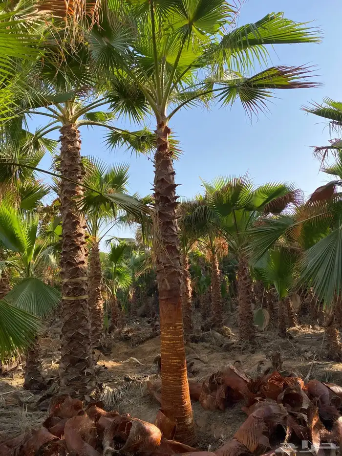 موسسه مقاول نخيل غرس   وتركيب جميع انوع شبوك ودعايات شينكو 3