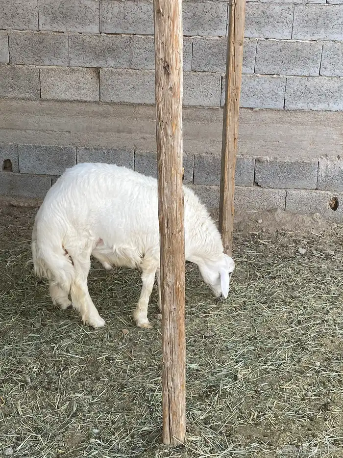 طليان جبره وثلاجه جوده وسعر مناسب 1