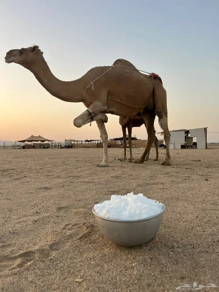 خلفه تحتها قعود 0