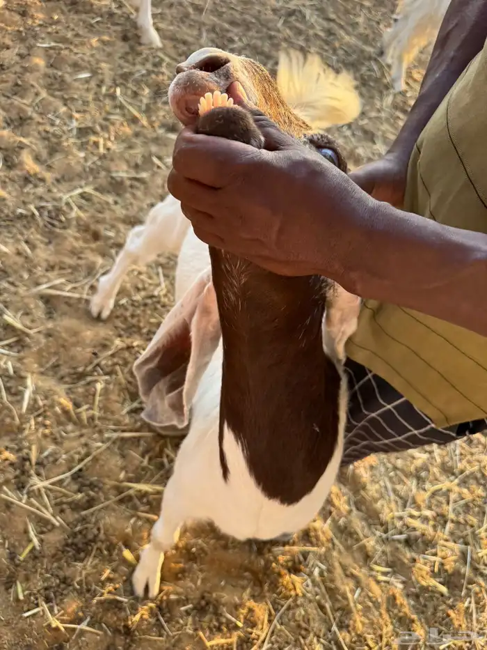 للبيع معزا دفيع ومعزا كفوو مراح 9