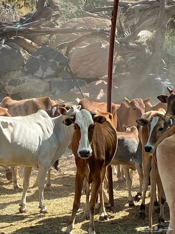 بقر بلدي مقاني للبيع مراح كامل 23