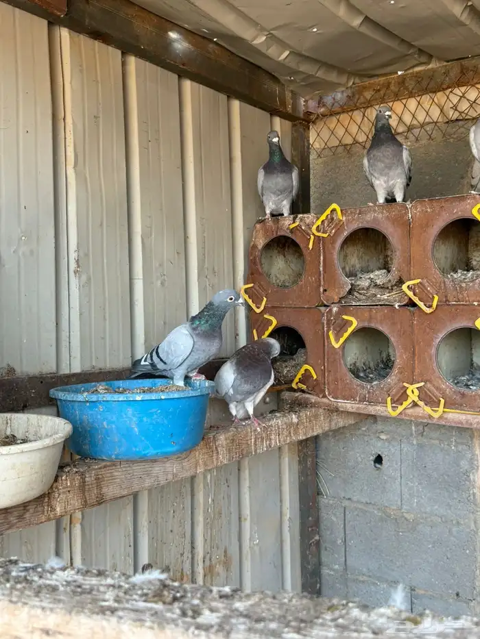 حمام زاجل بعضه الحمام محجل حجل سباق من شريته 1