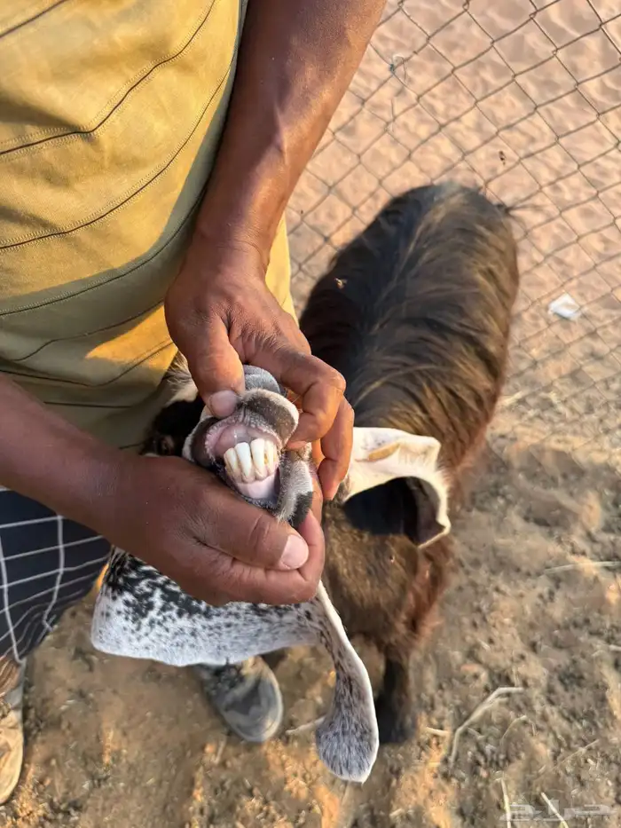 للبيع معزا دفيع ومعزا كفوو مراح 5