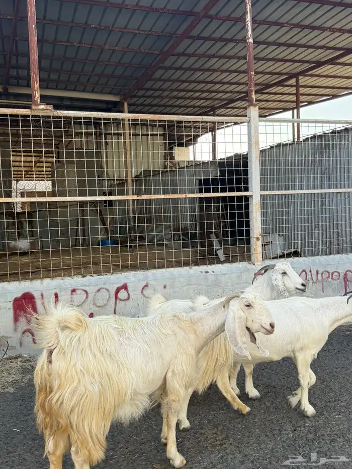 معزا بيض نوادر 0