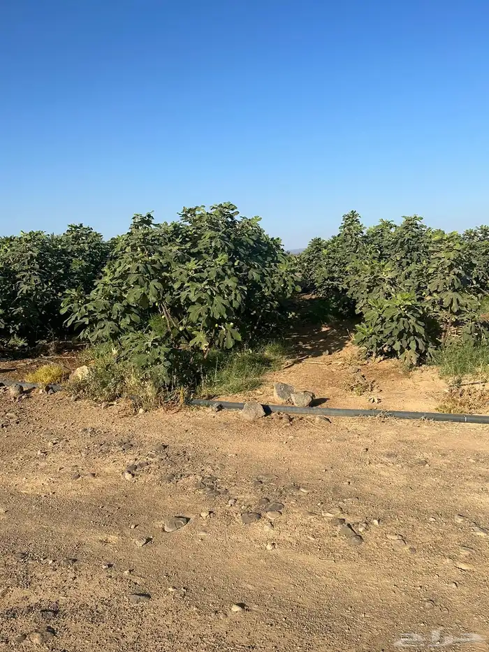 مزرعه جنوب شرق المدينه 3