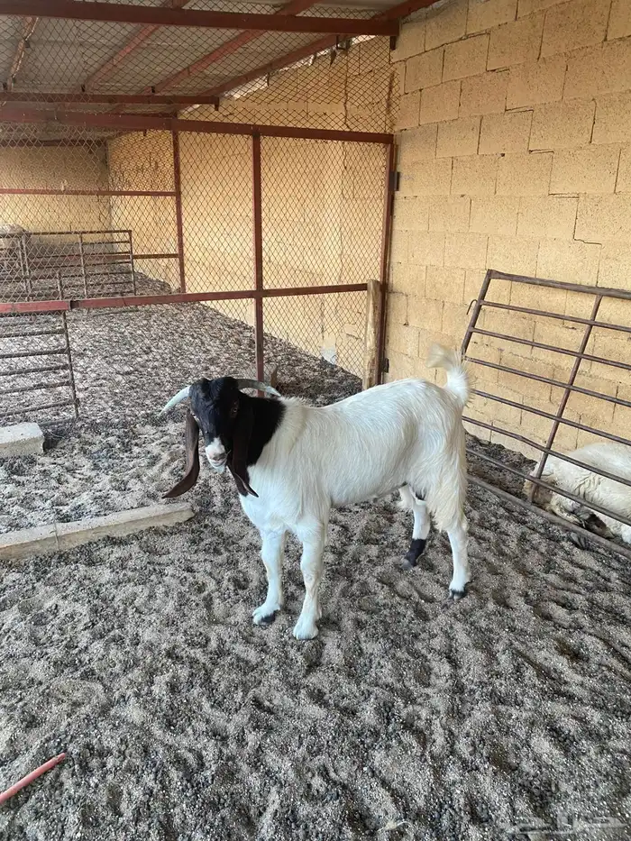 تيس بورقوت 1