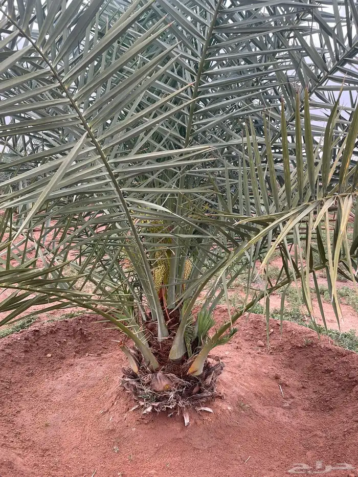 اس تراحه رياض الخبراء وصل السوم 650 13
