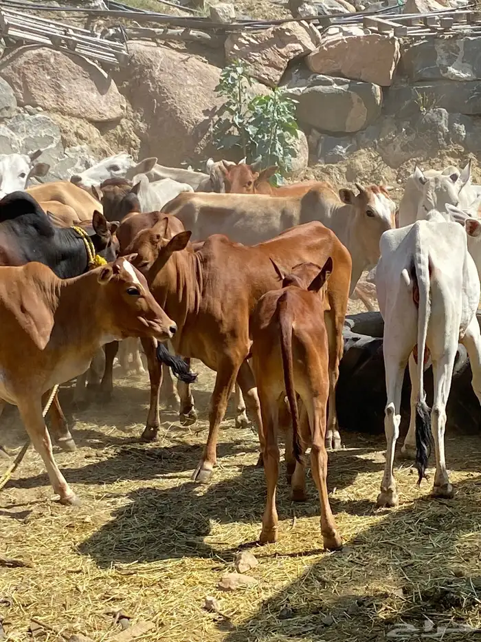 بقر بلدي مقاني للبيع مراح كامل 17